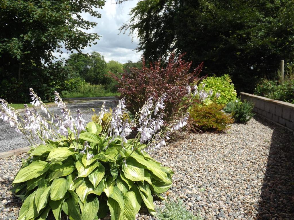 The Laurels Bed & Breakfast Lodge Omagh Esterno foto